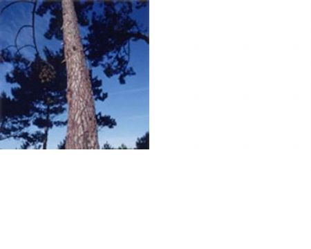 Pine Bark Extract (Larix Gmelini) (Sales6 At Lgberry Dot Com Dot Cn)